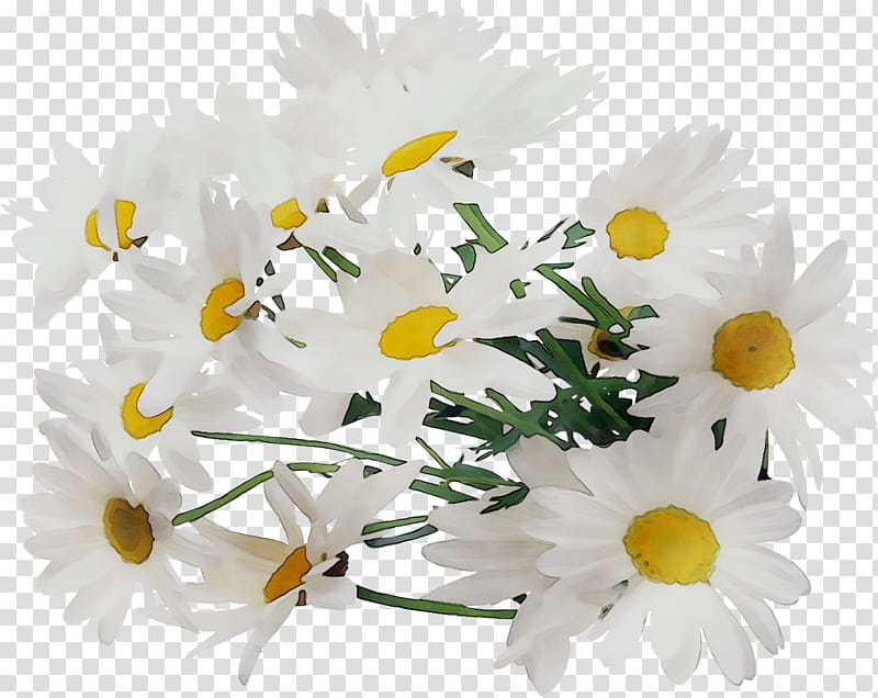 Floral Flower, Chrysanthemum, Oxeye Daisy, Floral Design, Roman Chamomile, Cut Flowers, Flower Bouquet, Petal transparent background PNG clipart