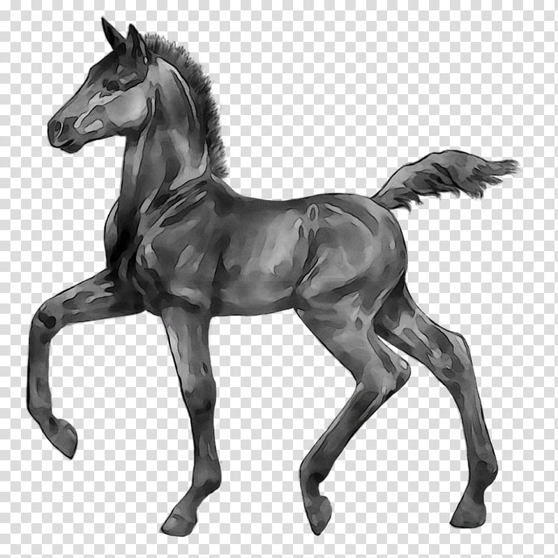 Horse, Foal, Stallion, Mare, Colt, Pony, Mustang, Halter transparent background PNG clipart