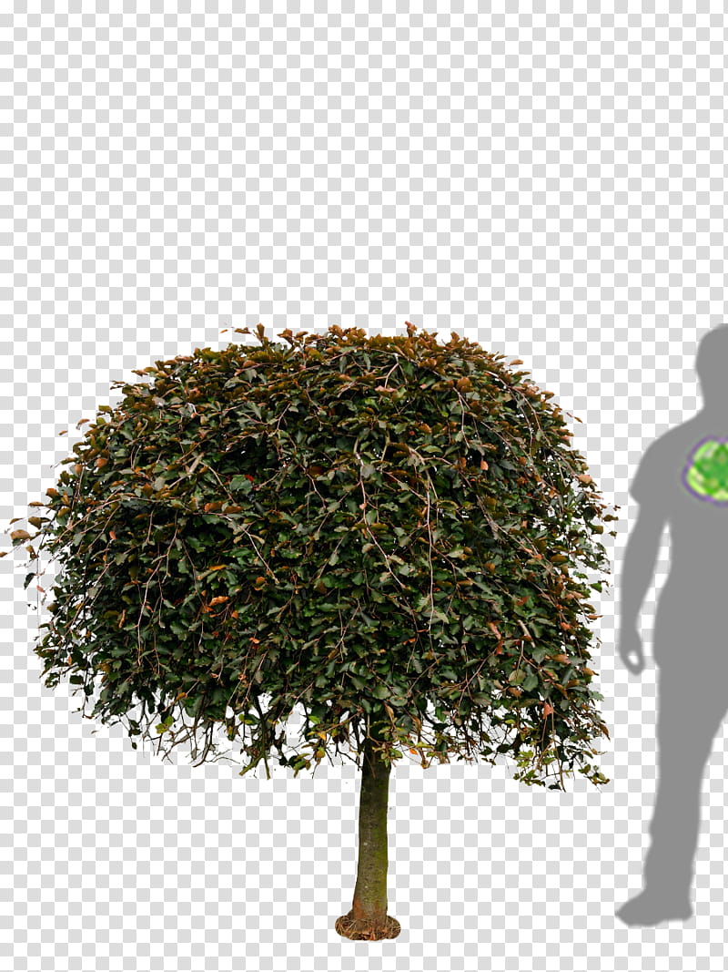 Cartoon Grass, Tree, Copper Beech, Weeping Beech, Broadleaved Tree, Shrub, European Beech, Plant transparent background PNG clipart