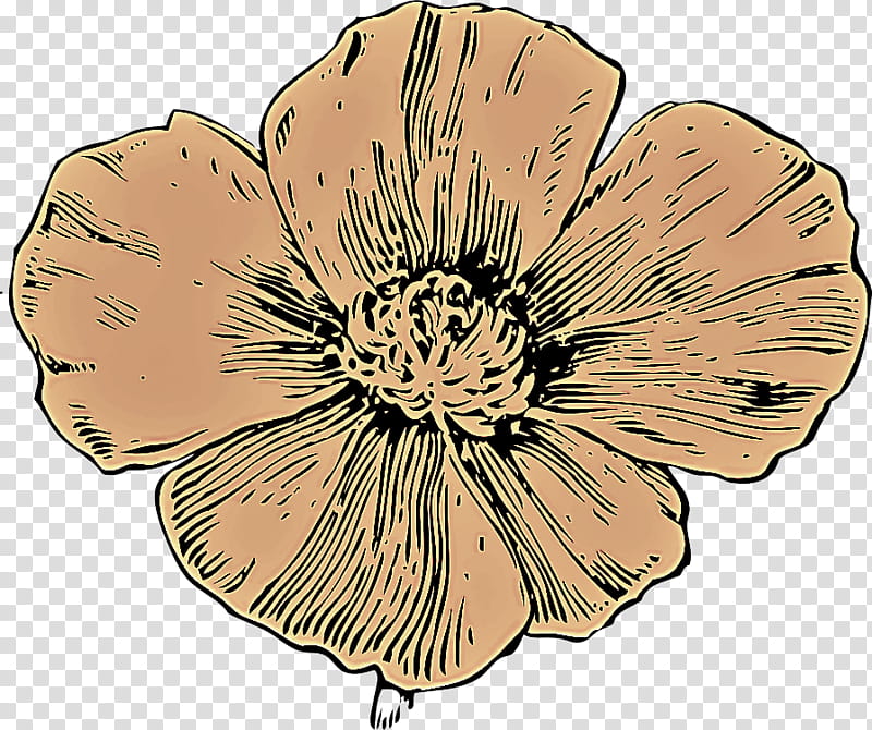 flower petal plant wildflower poppy family, Cinquefoil transparent background PNG clipart