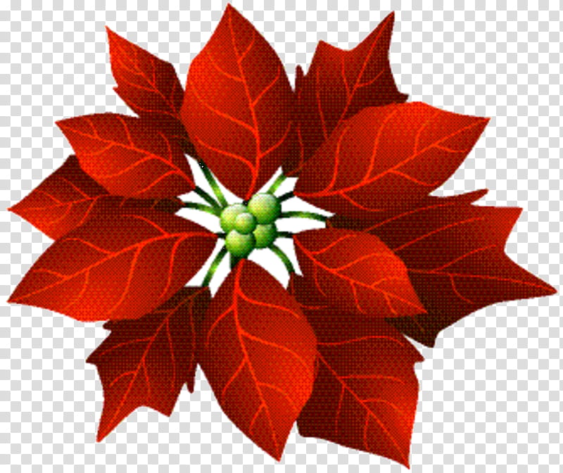 Christmas Poinsettia, Flower, Christmas Day, Joulukukka, Cut Flowers, Wreath, Crochet, Drawing transparent background PNG clipart