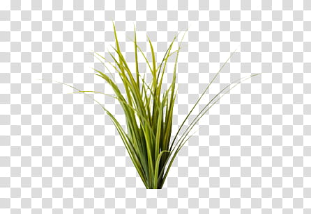 Nature s, green grass transparent background PNG clipart