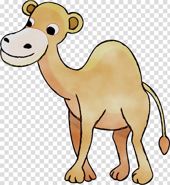 Animal, Dromedary, Cattle, Bactrian Camel, Goat, Snout, Cartoon, Camelid transparent background PNG clipart