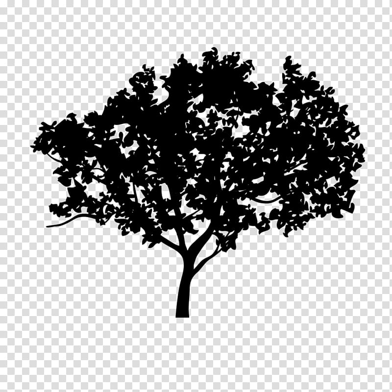 Oak Tree Leaf, White, Museum, Natural History Museum, Cottage, Plant, Woody Plant, Branch transparent background PNG clipart