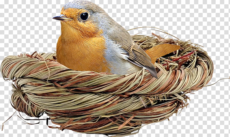 Robin Bird, European Robin, Bird Nest, American Robin, Bird Houses, Egg, Animal, Feather transparent background PNG clipart