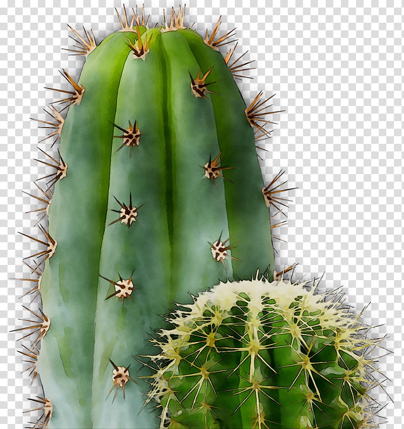 Cactus, San Pedro Cactus, Barbary Fig, Eastern Prickly Pear, Triangle Cactus, Thorns Spines And Prickles, Echinocereus, Acanthocereus transparent background PNG clipart