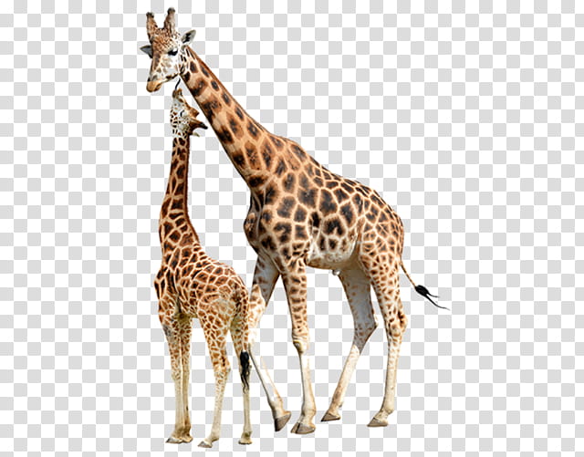Giraffe, Reticulated Giraffe, Baby Giraffes, Northern Giraffe, Drawing, Masai Giraffe, Giraffids, Giraffidae transparent background PNG clipart
