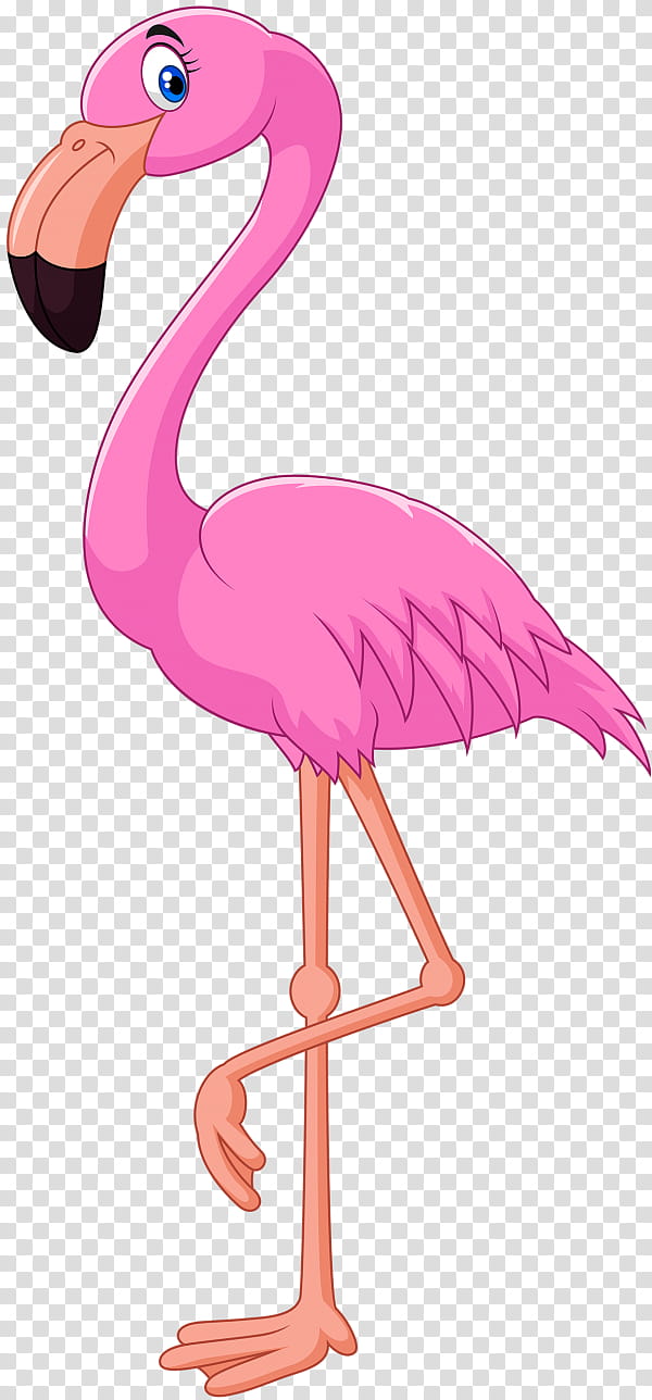 Pink Flamingo, Cartoon, Bird, Greater Flamingo, Water Bird, Beak, Stork, Ciconiiformes transparent background PNG clipart
