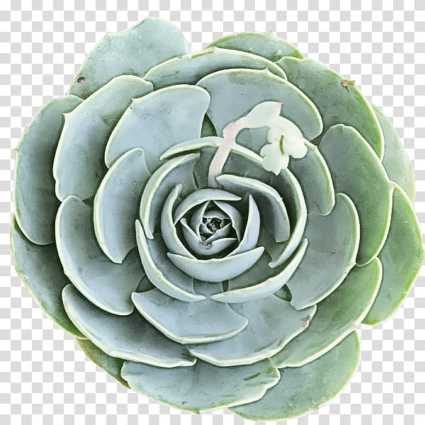 Flower White, Echeveria, Plant, Stonecrop Family, White Mexican Rose, Agave, Petal, Saxifragales transparent background PNG clipart