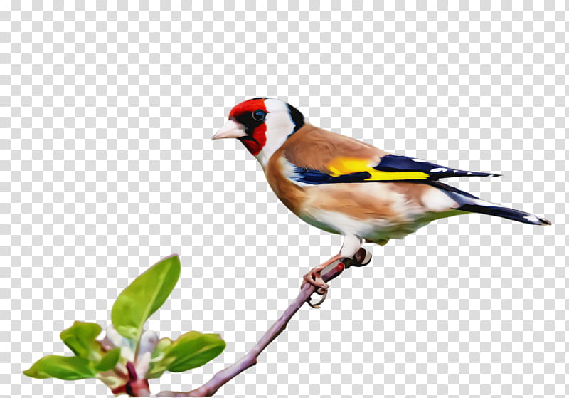 bird beak finch songbird perching bird, Goldfinch, Wren transparent background PNG clipart