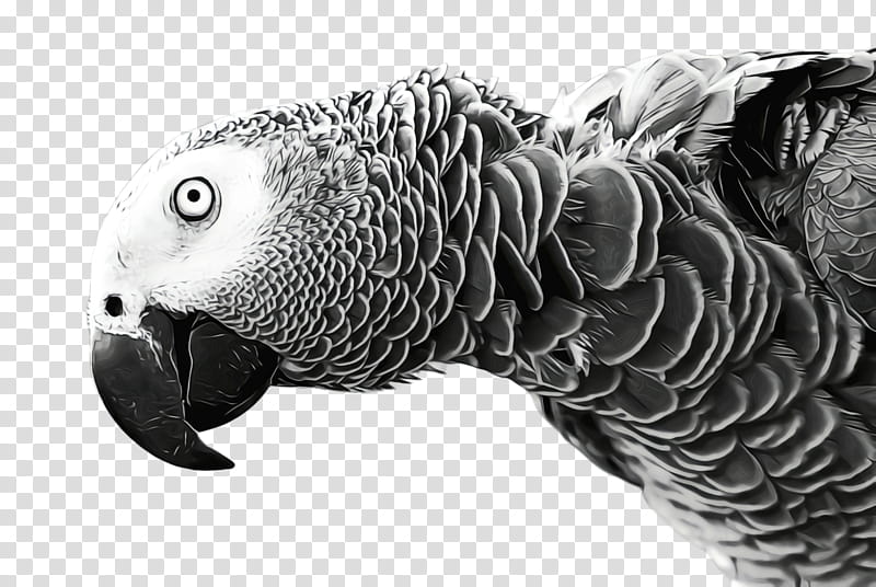 Colorful, Parrot, Bird, Exotic Bird, Tropical Bird, Dipsy, Narrative, Depiction transparent background PNG clipart