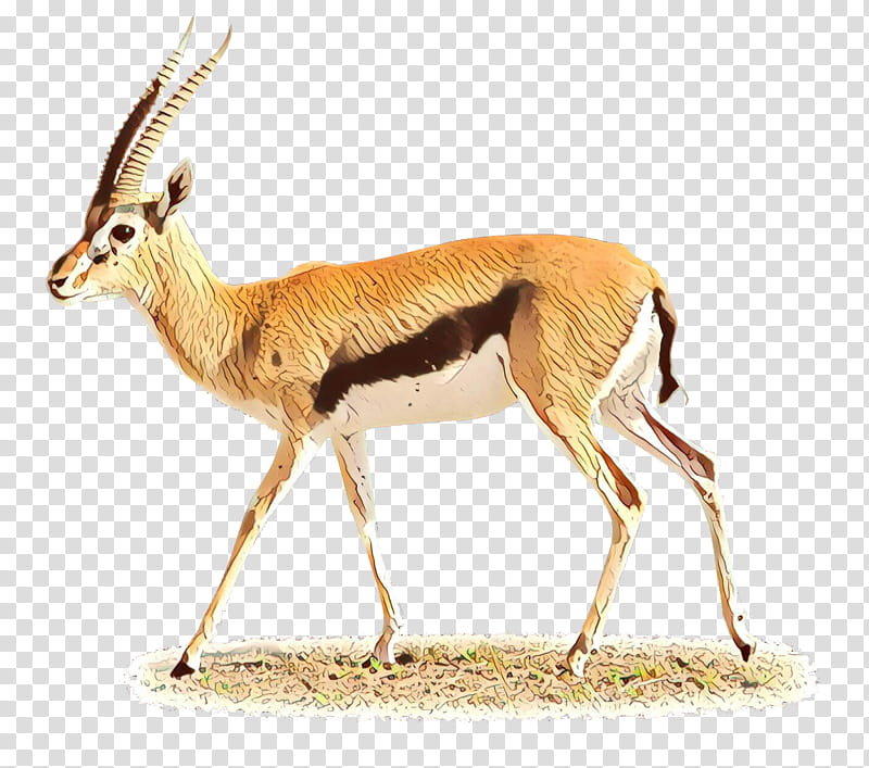 Animal, Springbok, Impala, Moschus, Gazelle, Deer, Musk, Chevrolet Impala transparent background PNG clipart