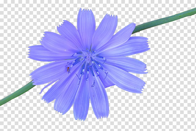 Blue Flower, Chicory, Purple, Petal, Plant transparent background PNG clipart