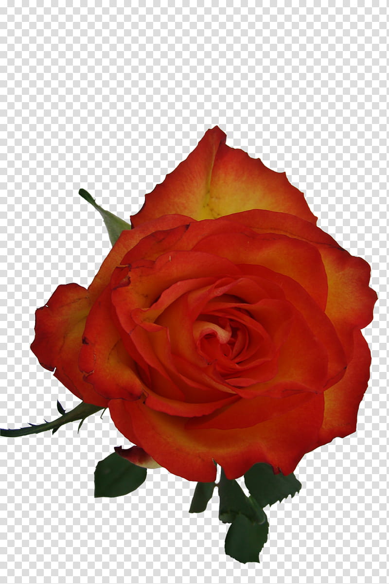 Roses , orange and red petaled flower transparent background PNG clipart