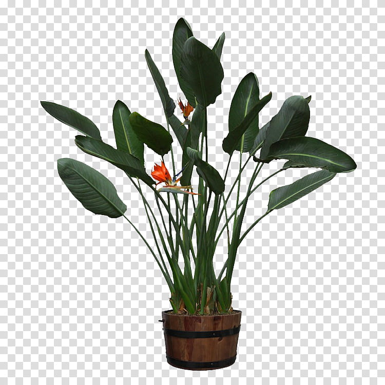 Pot Leaf, Flowerpot, Houseplant, Plants, Potted, Glass, Pot Ceramic, Garden transparent background PNG clipart