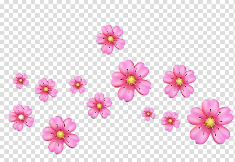 Cherry Blossom, Floral Design, Stau150 Minvuncnr Ad, Chrysanthemum, Annual Plant, Herbaceous Plant, Cherries, Pink M transparent background PNG clipart