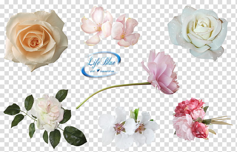 Beautiful flowers, seven assorted-type flowers transparent background PNG clipart