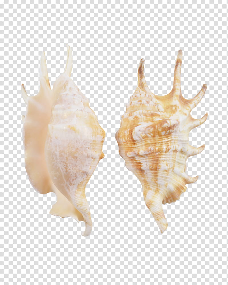 Snail, Conch, Seashell, Shankha, Conchology, Jewellery, Sea Snail transparent background PNG clipart