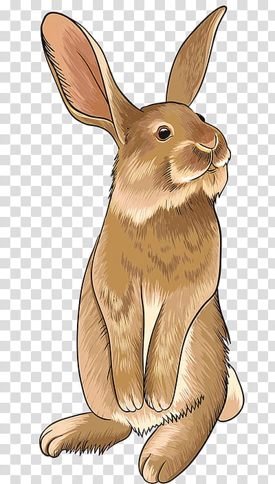 Easter Bunny, Hare, Rabbit, Pet, Dwarf Rabbit, Lop Rabbit, Rabbit Rabbit Rabbit, Drawing transparent background PNG clipart