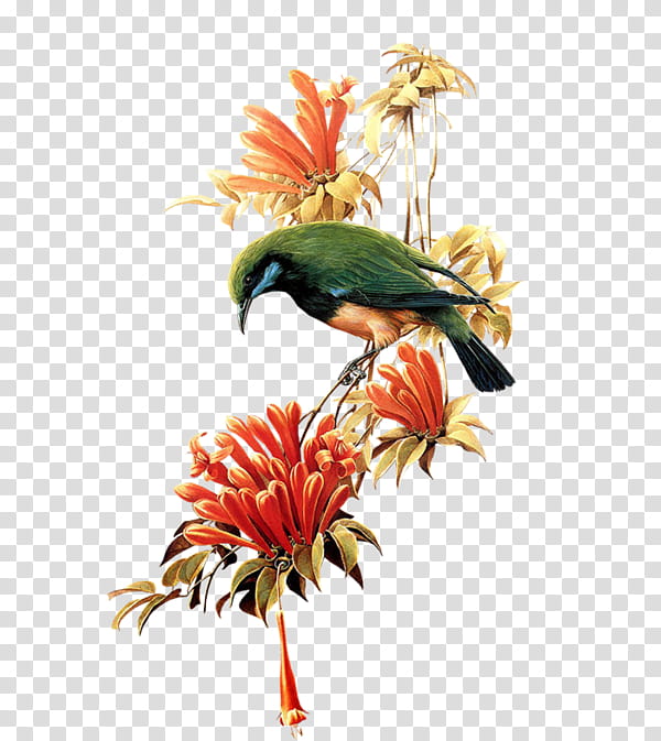 Watercolor Floral, Flower, Painting, Bird, Watercolor Painting, Parrot, Choix Des Plus Belles Fleurs, Floral Design transparent background PNG clipart