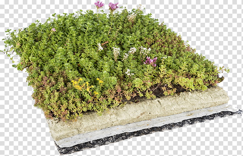 Green Grass, Flowerpot, Roof, Green Roof, Garden, Stonecrop, Groundcover, Roof Garden transparent background PNG clipart