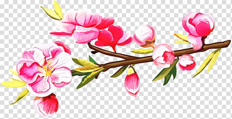 Floral Spring Flowers, Pink, Cerasus, Blossom, Peach, Cherry Blossom, Floral Design, Rose transparent background PNG clipart