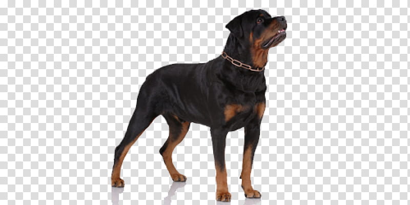 dog rottweiler working dog austrian black and tan hound companion dog transparent background PNG clipart