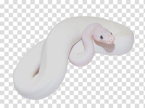 White, white snake transparent background PNG clipart