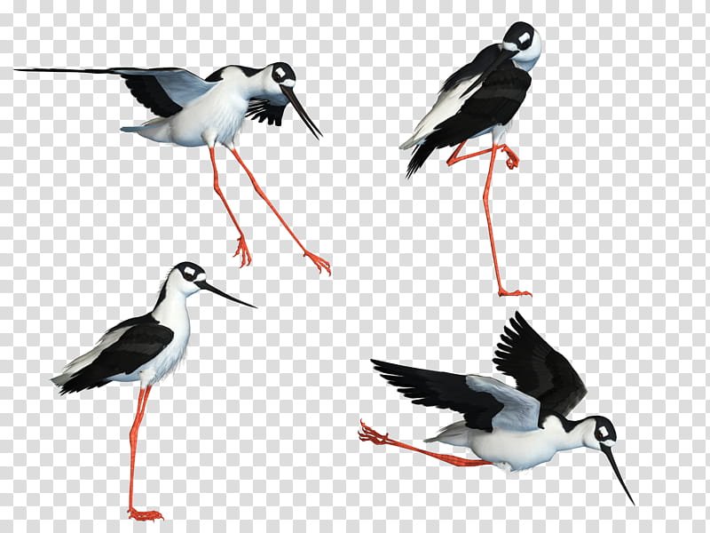 Wading Bird , white and black bird illustration transparent background PNG clipart