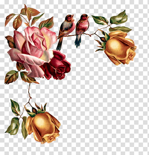 rosas de la gaga transparent background PNG clipart