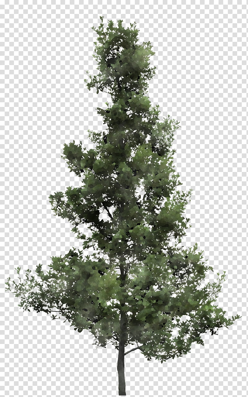 tree balsam fir shortleaf black spruce white pine yellow fir, Lodgepole Pine, Oregon Pine, Plant, Colorado Spruce, Red Pine transparent background PNG clipart