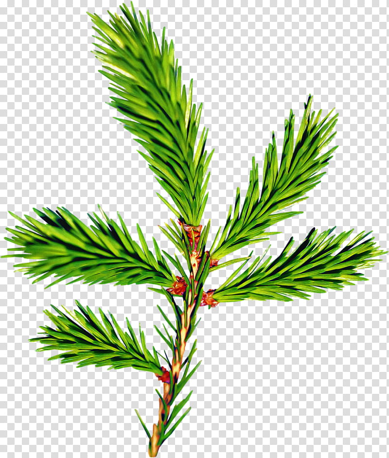 columbian spruce shortleaf black spruce white pine yellow fir jack pine, Oregon Pine, Canadian Fir, Plant, Shortstraw Pine, Tree, Loblolly Pine, Red Pine transparent background PNG clipart