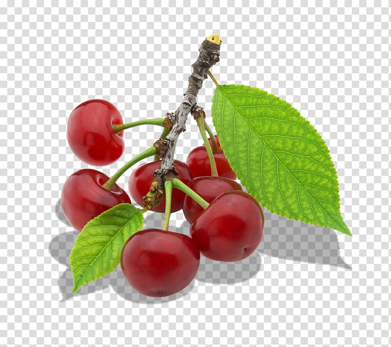 Family Tree, Cherries, Fruit, Animation, Cherry, Food, Plant, Flower transparent background PNG clipart