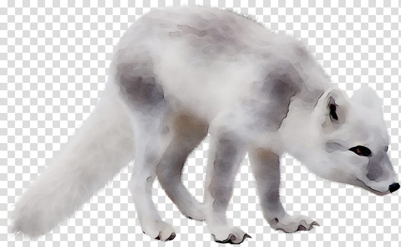 Wolf, Arctic Fox, Alaskan Tundra Wolf, Fur, Snout, Fox News, Canis, Animal Figure transparent background PNG clipart