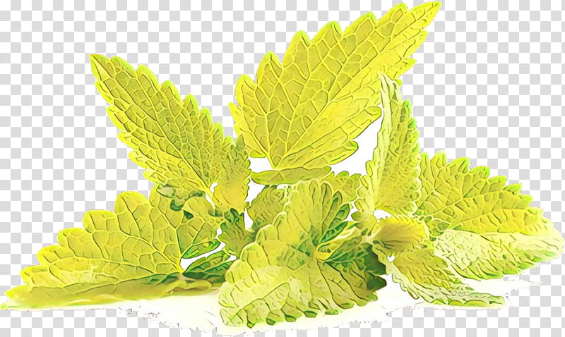 Lemon Leaf, Peppermint, Spearmint, Peppermint Tea, Greens, Food, Cauliflower, Herb transparent background PNG clipart