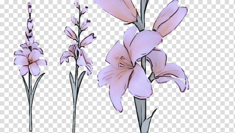 flowering plant flower plant lilac gladiolus, Pedicel, Petal, Iris, Cut Flowers transparent background PNG clipart