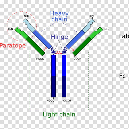 Antibody Text, Immunoglobulin G, Monoclonal Antibody, Fragment Antigenbinding, Immunoglobulin M, Fragment Crystallizable Region, Protein, Therapy transparent background PNG clipart