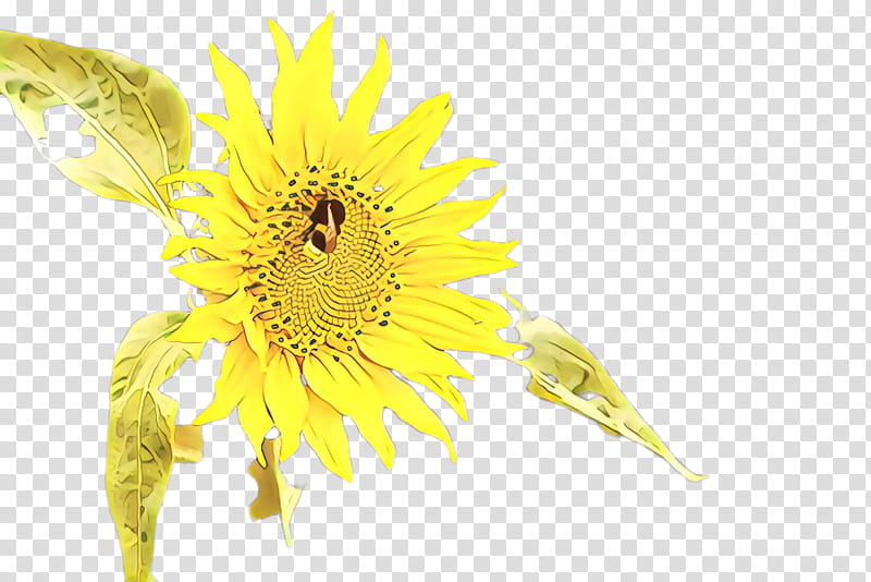 Sunflower, Yellow, Pollen, Plant, Dandelion, Petal transparent background PNG clipart