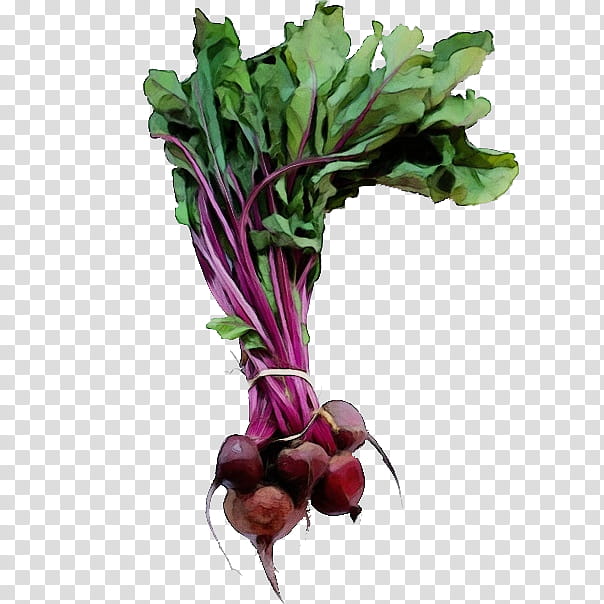 beet beetroot beet greens radish vegetable, Watercolor, Paint, Wet Ink, Turnip, Plant, Leaf Vegetable, Flower transparent background PNG clipart