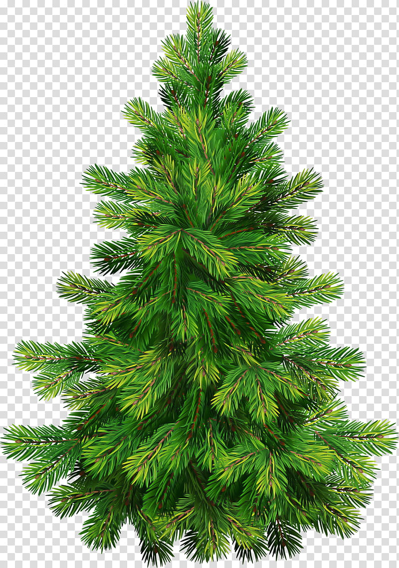 shortleaf black spruce columbian spruce balsam fir tree sugar pine, White Pine, Yellow Fir, Red Pine, Lodgepole Pine, Colorado Spruce transparent background PNG clipart