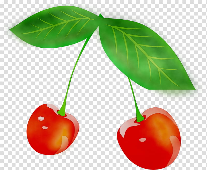 Family Tree, Cherries, Food, Fruit, Cherry Blossom, Logo, Cartoon, Plant transparent background PNG clipart