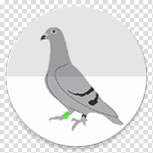 Dove Bird, Pigeons And Doves, Homing Pigeon, Pigeon Keeping, Squab, Rock Dove, Dovecote, Crop transparent background PNG clipart