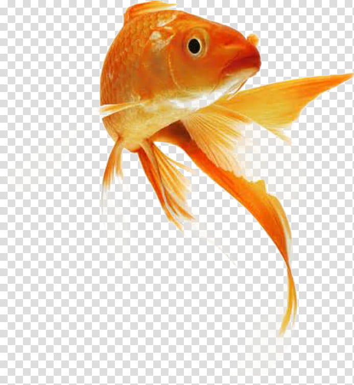 Fish, Koi, Common Goldfish, Comet, Ryukin, Oranda, Goldfish Guide, Aquarium transparent background PNG clipart