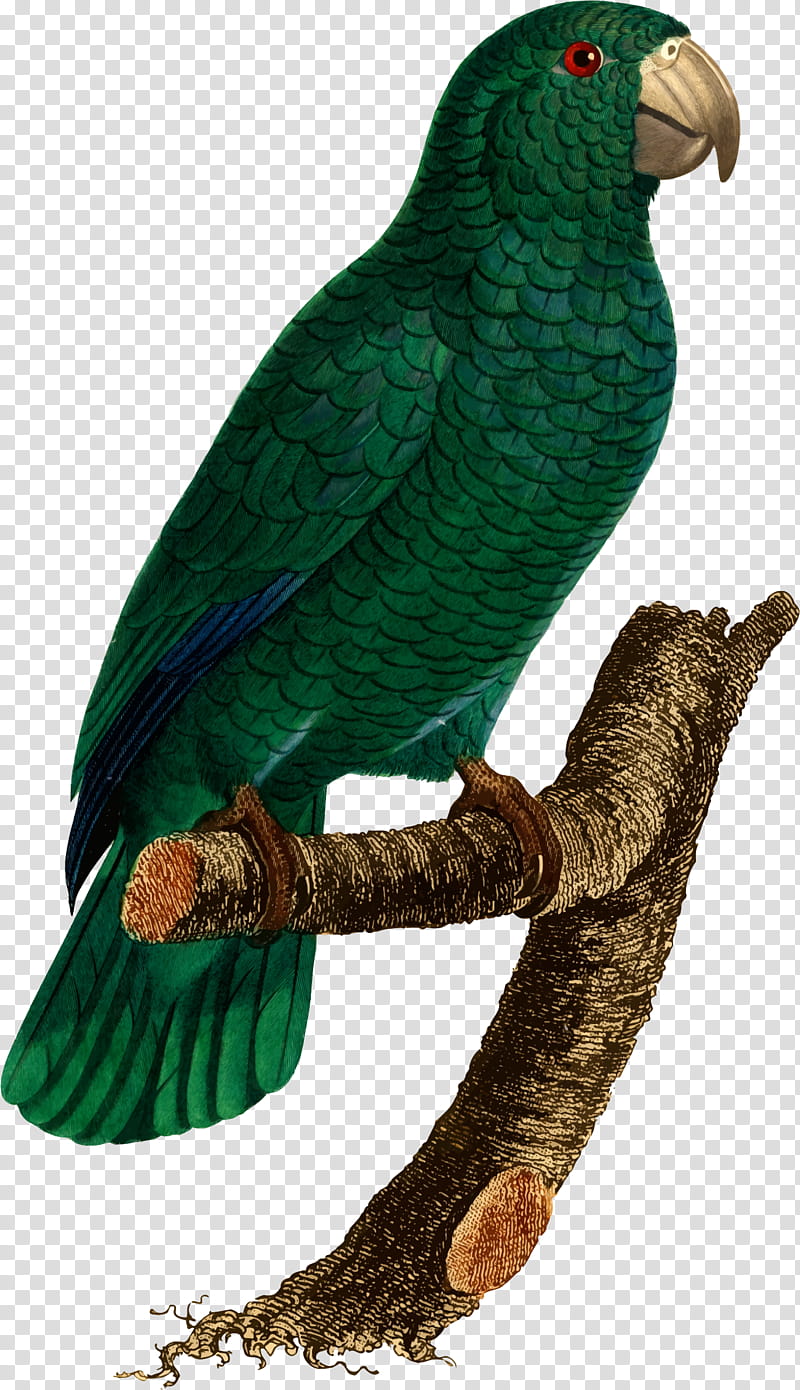 Bird Parrot, Budgerigar, Lovebird, Macaw, Loriini, Parakeet, Beak, Parrots transparent background PNG clipart