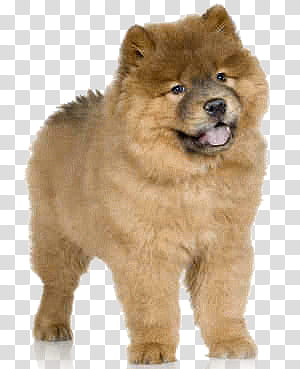 Chow Chow, brown chow chow illustration transparent background PNG clipart