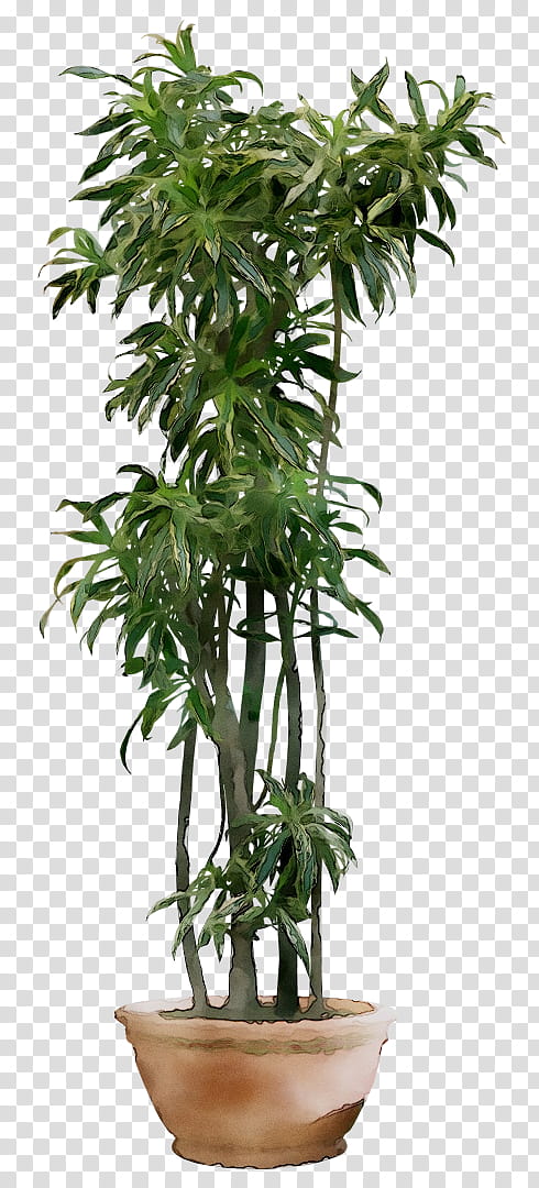 Palm Tree, Houseplant, Flowerpot, Plants Indoors, Palm Trees, Fiddleleaf Fig, Primrose, Garden transparent background PNG clipart