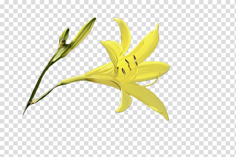 flower flowering plant yellow plant lily, Watercolor, Paint, Wet Ink, Petal, Pedicel, Lily Family, Gagea transparent background PNG clipart