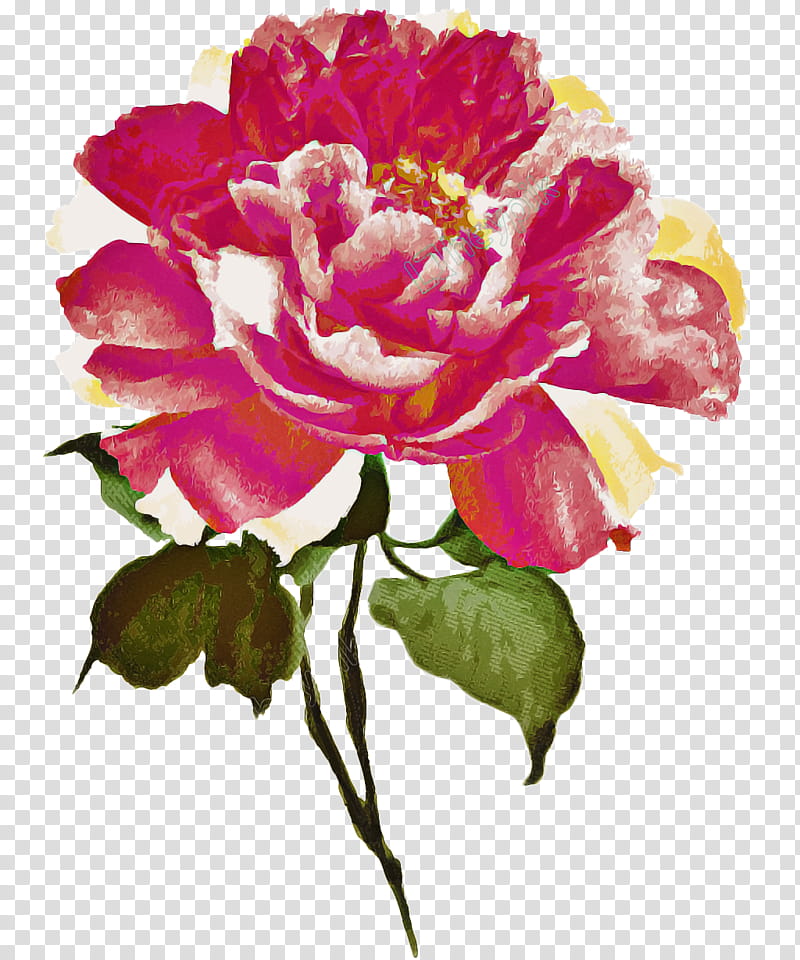 Garden roses, Flower, Flowering Plant, Petal, Pink, Rose Family, Common Peony, Watercolor Paint transparent background PNG clipart