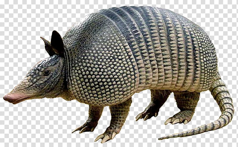 Free download | Animal, Armadillo, Texas, Ninebanded Armadillo