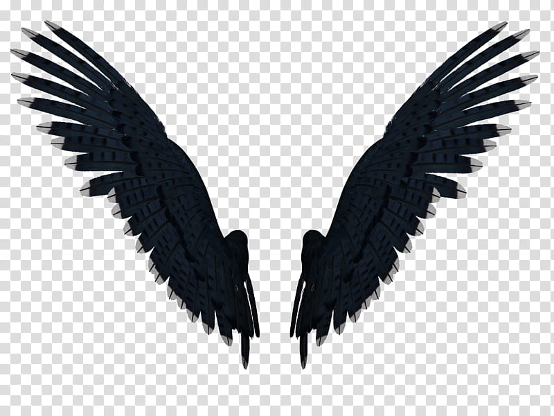 Feathered Wings A , black wings illustration transparent background PNG clipart